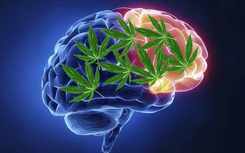 En este momento estás viendo Efectos de la marihuana en el cerebro