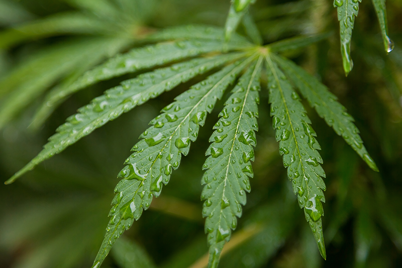 Lee más sobre el artículo Tratamiento para la adicción al cannabis